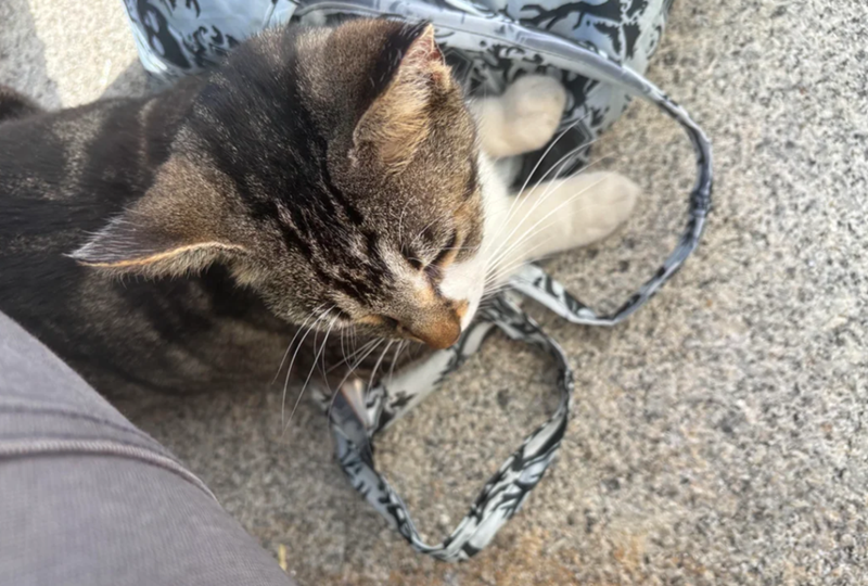 Cheezburger Image 10619558144