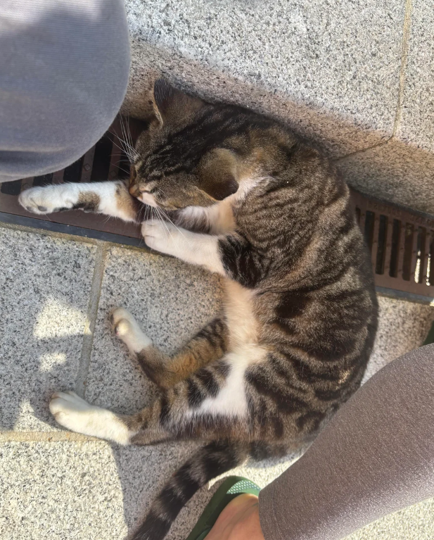 Cheezburger Image 10619558400