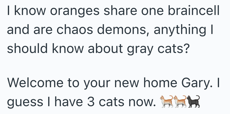 I know oranges share one braincell and are chaos demons, anything I should know about gray cats? Welcome to your new home Gary. I guess I have 3 cats now.