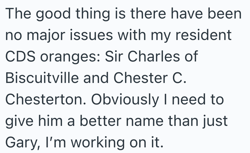 The good thing is there have been no major issues with my resident CDS oranges: Sir Charles of Biscuitville and Chester C. Chesterton. Obviously I need to give him a better name than just Gary, I'm working on it.