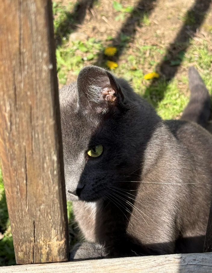 Cheezburger Image 10619567872