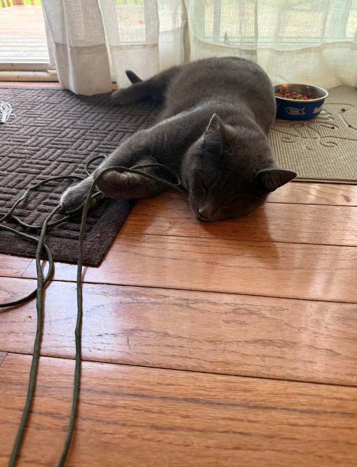 Cheezburger Image 10619568128