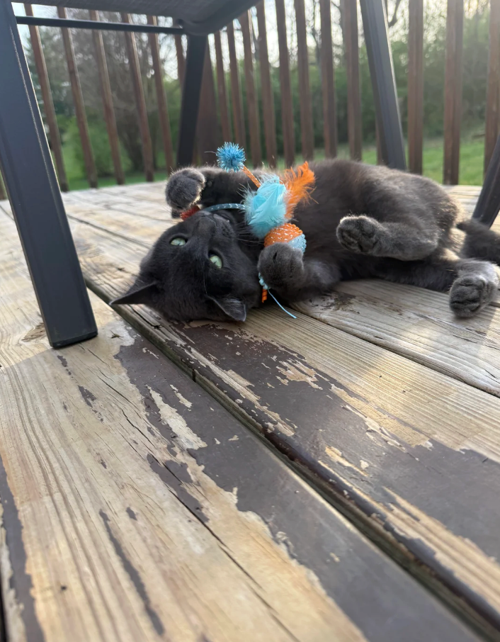 Cheezburger Image 10619568384