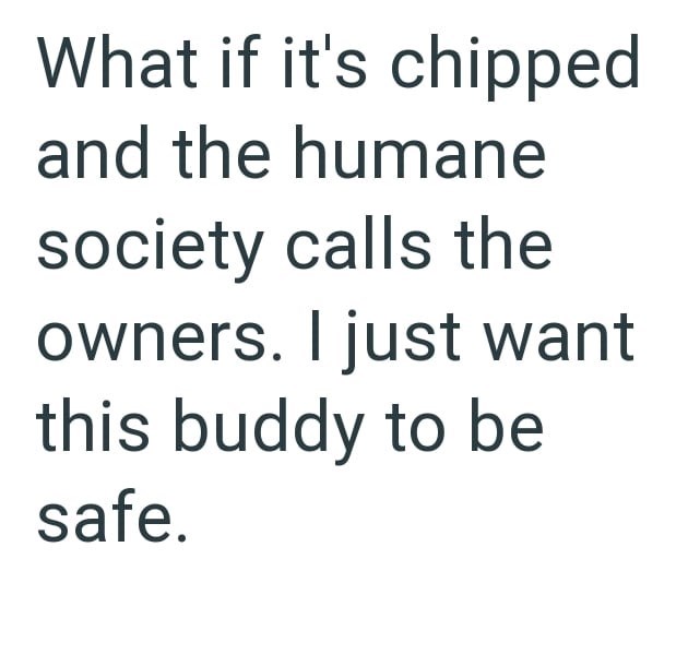 What if it's chipped and the humane society calls the owners. I just want this buddy to be safe.