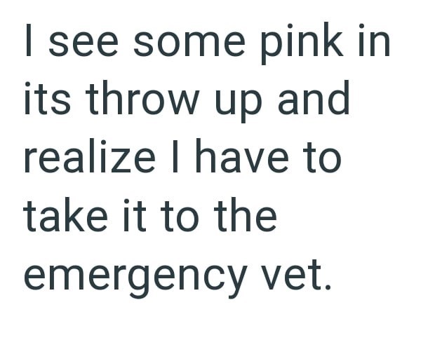 see some pink in its throw up and realize I have to take it to the emergency vet.
