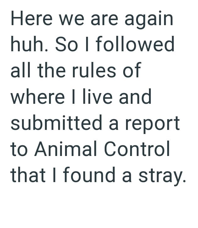 Here we are again huh. So I followed all the rules of where I live and submitted a report to Animal Control that I found a stray.