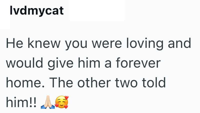 Ivdmycat He knew you were loving and would give him a forever home. The other two told him!! G