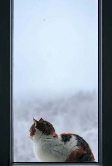 Cheezburger Image 10619586048