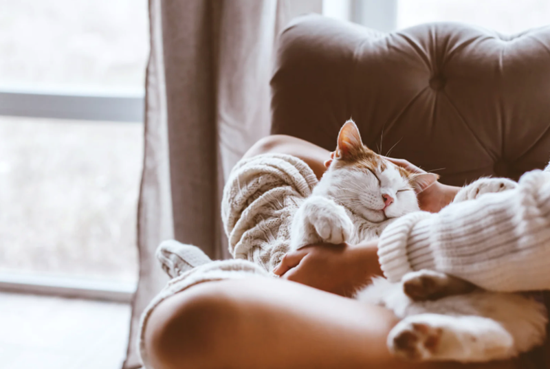 Cheezburger Image 10619586304