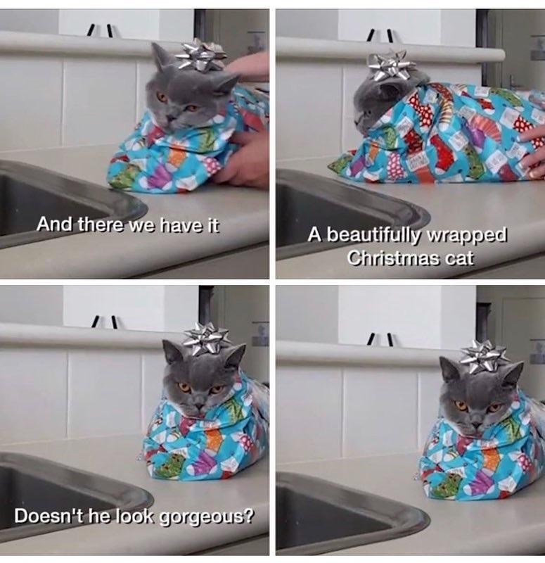 And there we have it A beautifully wrapped Christmas cat Doesn't he look gorgeous?