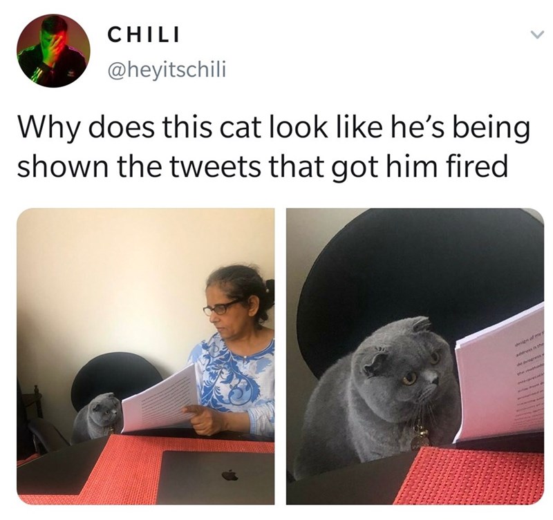 CHILI @heyitschili Why does this cat look like he's being shown the tweets that got him fired design of mys address is the do progress The methodo