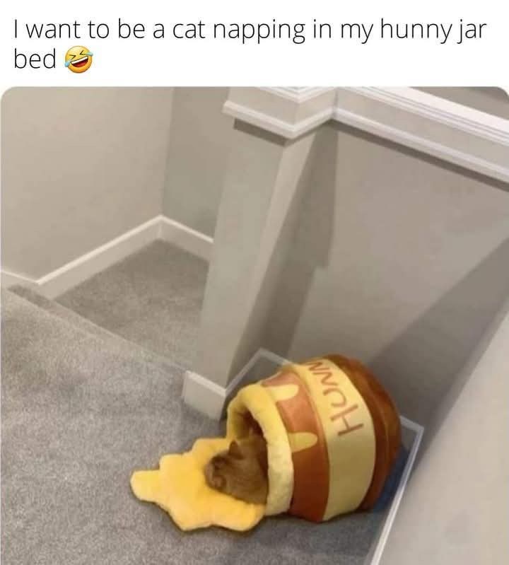 HUN I want to be a cat napping in my hunny jar bed