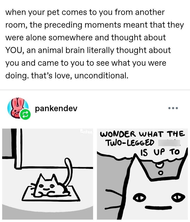 when your pet comes to you from another room, the preceding moments meant that they were alone somewhere and thought about YOU, an animal brain literally thought about you and came to you to see what you were doing. that's love, unconditional. pankendev Parker WONDER WHAT THE TWO-LEGGED IS UP TO