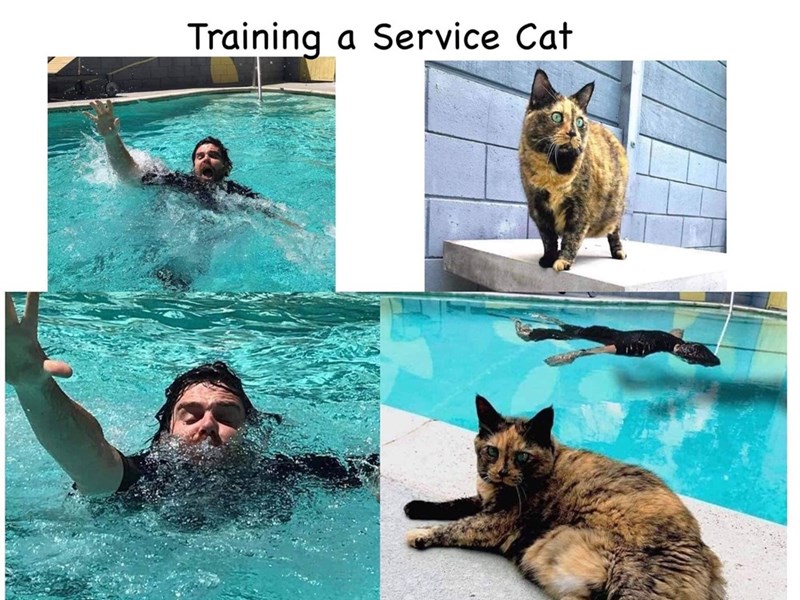 Training a Service Cat