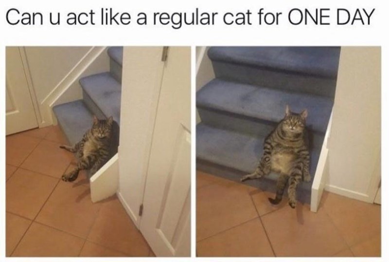 Can u act like a regular cat for ONE DAY