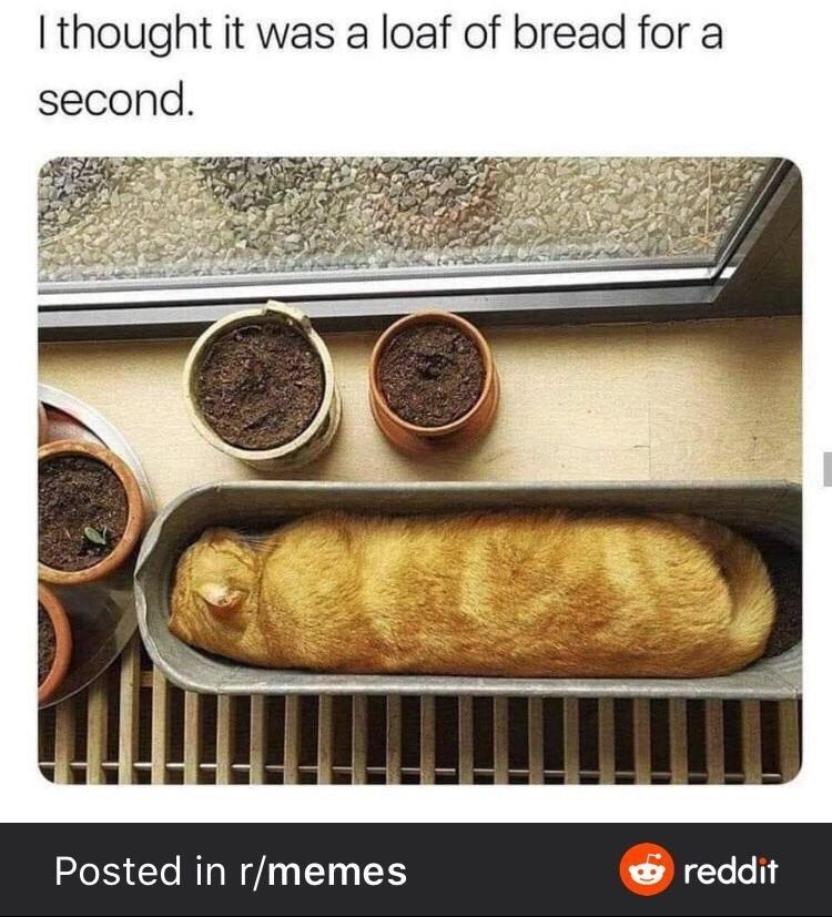 I thought it was a loaf of bread for a second. Posted in r/memes → reddit