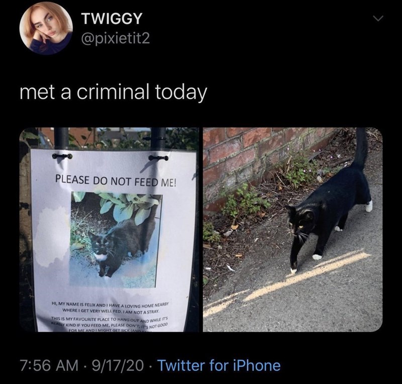 TWIGGY @pixietit2 met a criminal today PLEASE DO NOT FEED ME! HI, MY NAME IS FELIX AND I HAVE A LOVING HOME NEARBY WHERE I GET VERY WELL FED. I AM NOT A STRAY. THIS IS MY FAVOURITE PLACE TO HANG OUT AND WHILE IT'S REALLY KIND IF YOU FEED ME, PLEASE DON'T: IT'S NOT GOOD FOR ME AND I MIGHT GET SICK (AND 7:56 AM - 9/17/20 Twitter for iPhone .