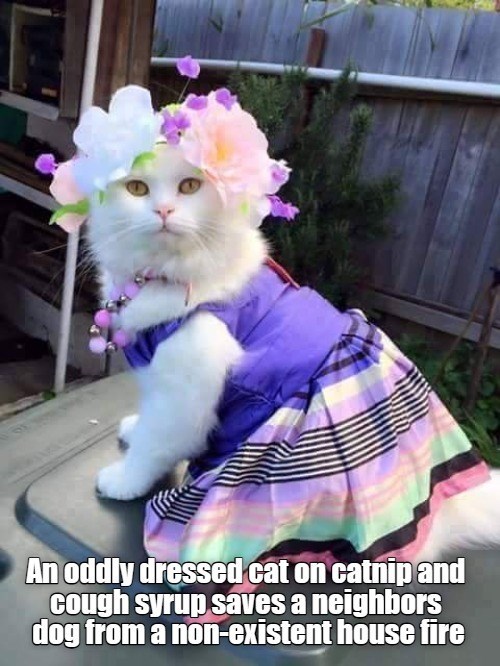 Cheezburger Image 10619594752