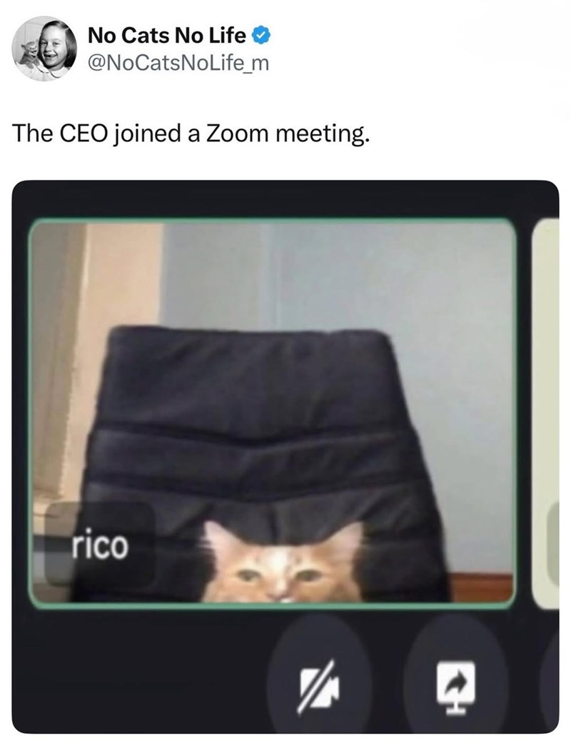 No Cats No Life @NoCatsNoLife_m The CEO joined a Zoom meeting. rico