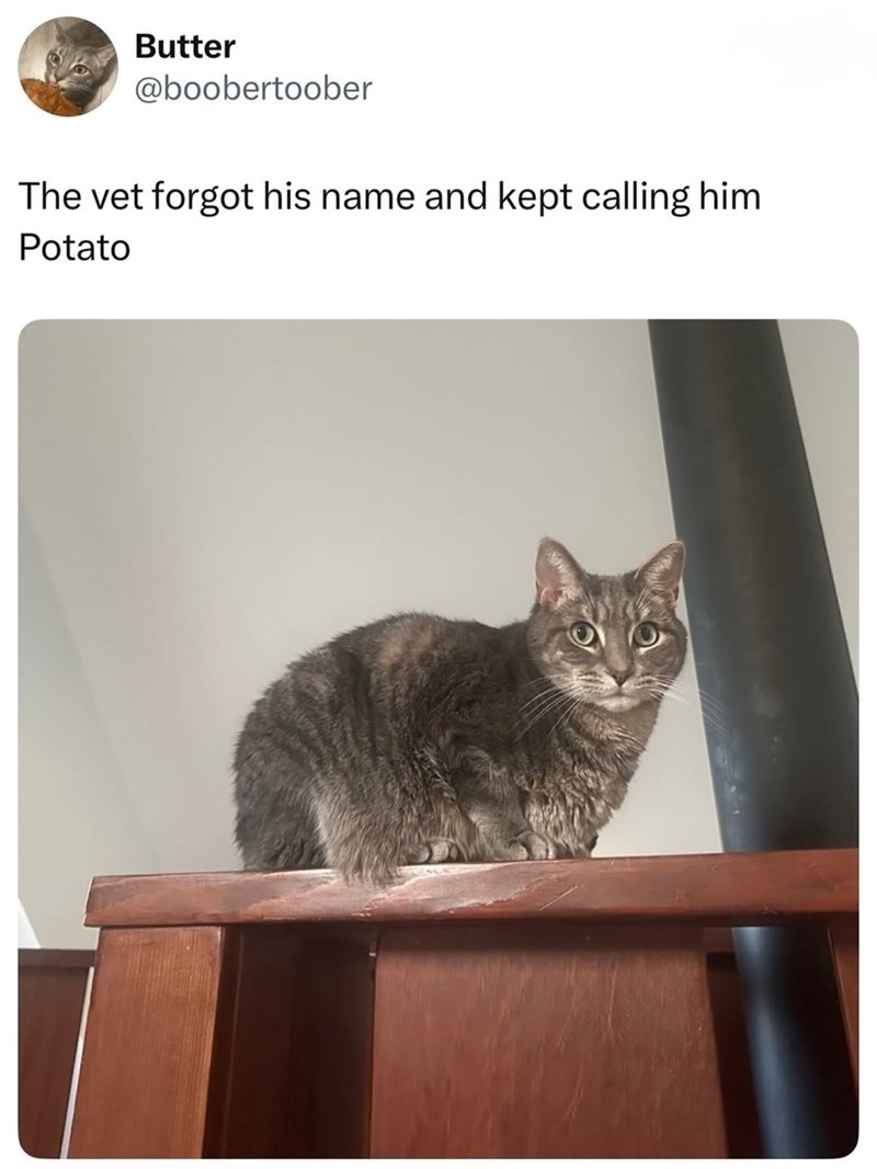 Butter @boobertoober The vet forgot his name and kept calling him Potato