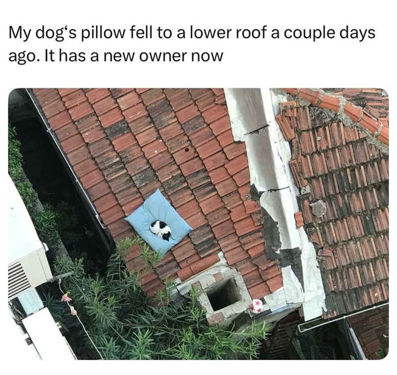 My dog's pillow fell to a lower roof a couple days ago. It has a new owner now