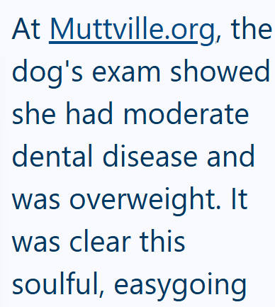 At Muttville.org, the dog's exam showed she had moderate dental disease and was overweight. It was clear this soulful, easygoing