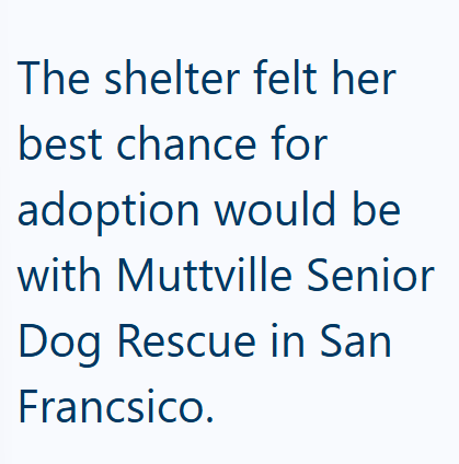 The shelter felt her best chance for adoption would be with Muttville Senior Dog Rescue in San Francsico.