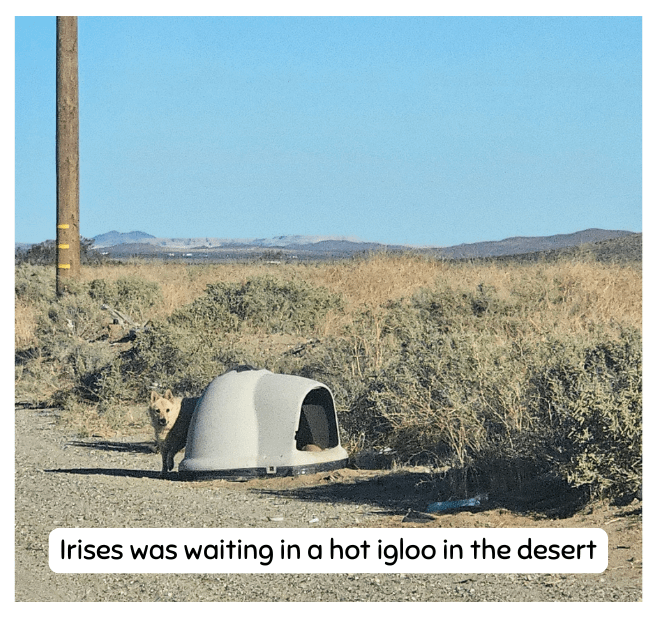 Irises was waiting in a hot igloo in the desert