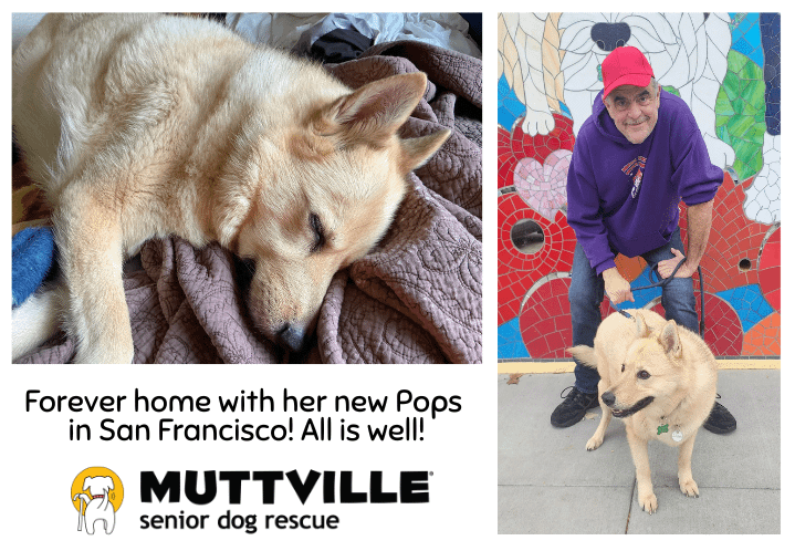 Forever home with her new Pops in San Francisco! All is well! MUTTVILLE senior dog rescue