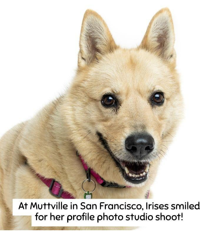 At Muttville in San Francisco, Irises smiled for her profile photo studio shoot!
