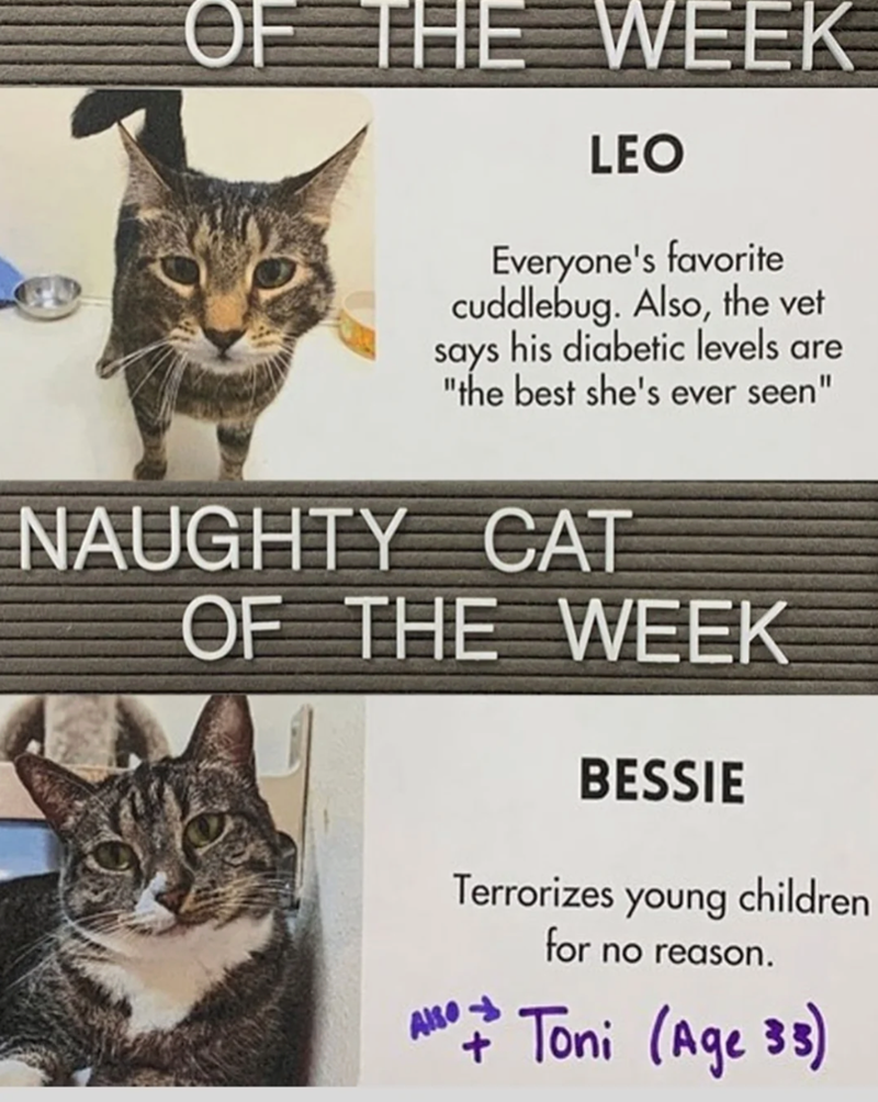 OF THE WEEK LEO Everyone's favorite cuddlebug. Also, the vet his diabetic levels are "the best she's ever seen" says NAUGHTY CAT OF THE WEEK BESSIE Terrorizes young children for no reason. Also- + Toni (Age 33)
