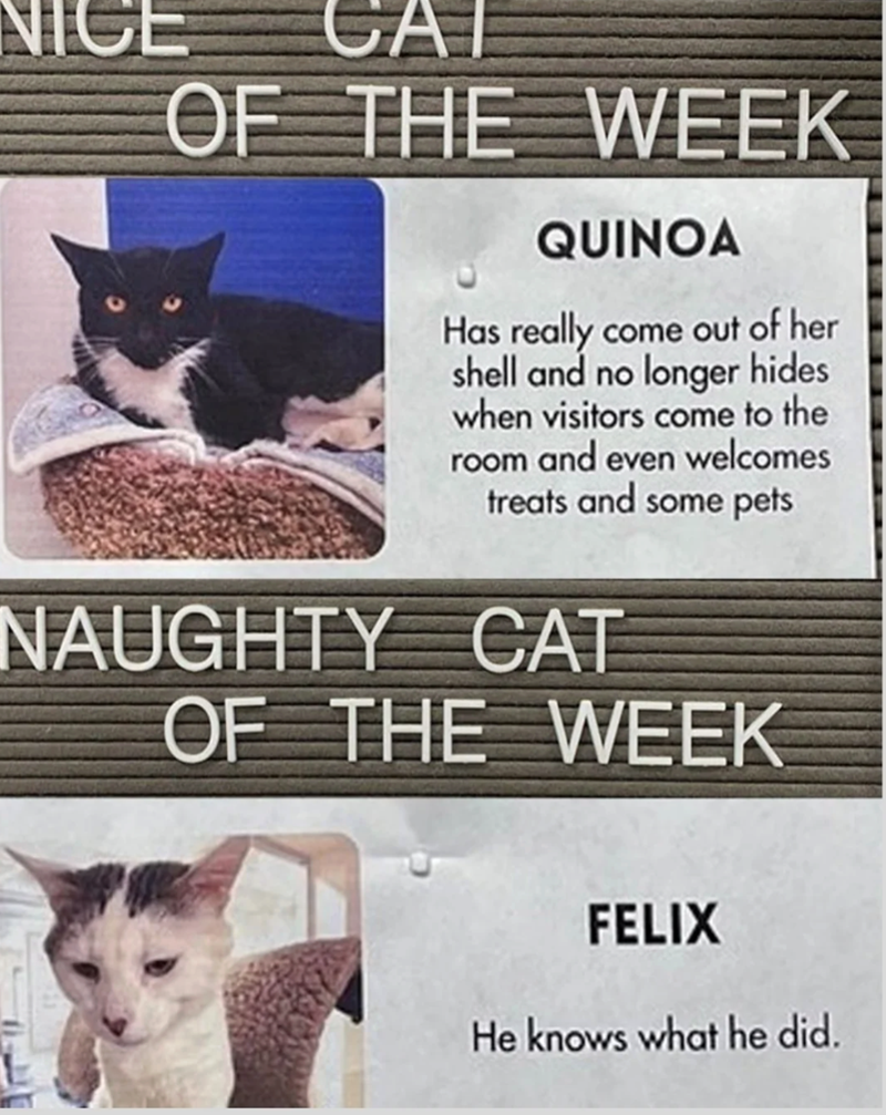 CAT OF THE WEEK QUINOA Has really come out of her shell and no longer hides when visitors come to the room and even welcomes treats and some pets NAUGHTY CAT OF THE WEEK FELIX He knows what he did.