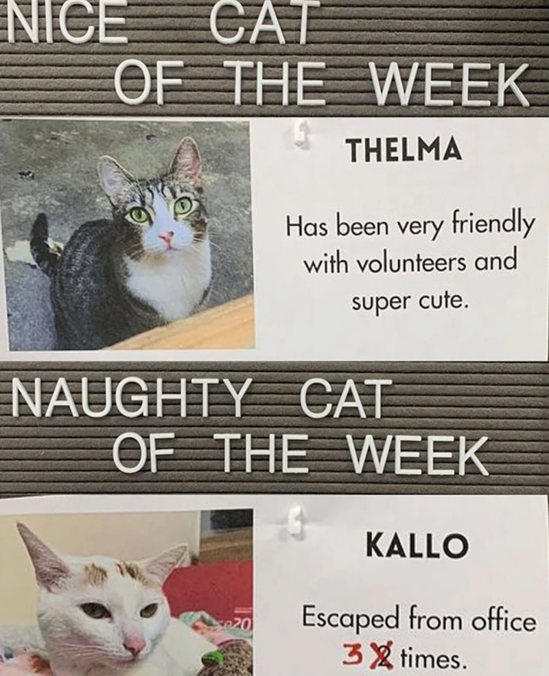 NICE CAT OF THE WEEK THELMA Has been very friendly with volunteers and super cute. NAUGHTY CAT OF THE WEEK KALLO Escaped from office 3 times.