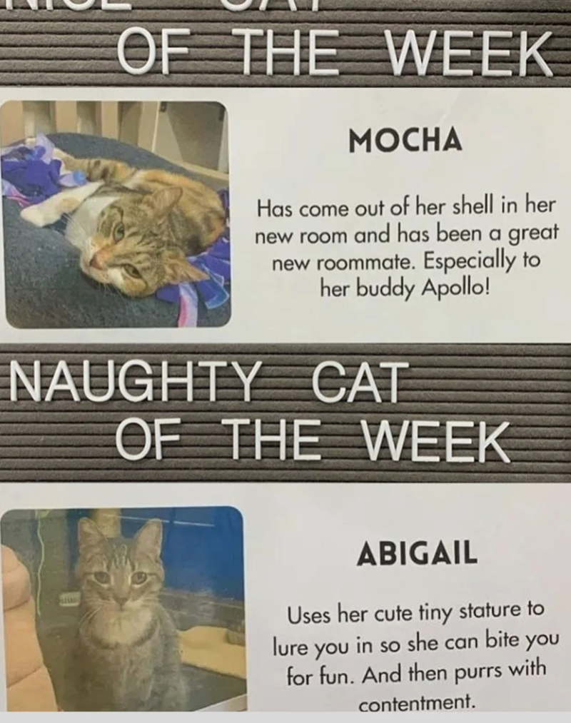OF THE WEEK MOCHA Has come out of her shell in her new room and has been a great new roommate. Especially to her buddy Apollo! NAUGHTY CAT OF THE WEEK ABIGAIL Uses her cute tiny stature to lure you in so she can bite you for fun. And then purrs with contentment.