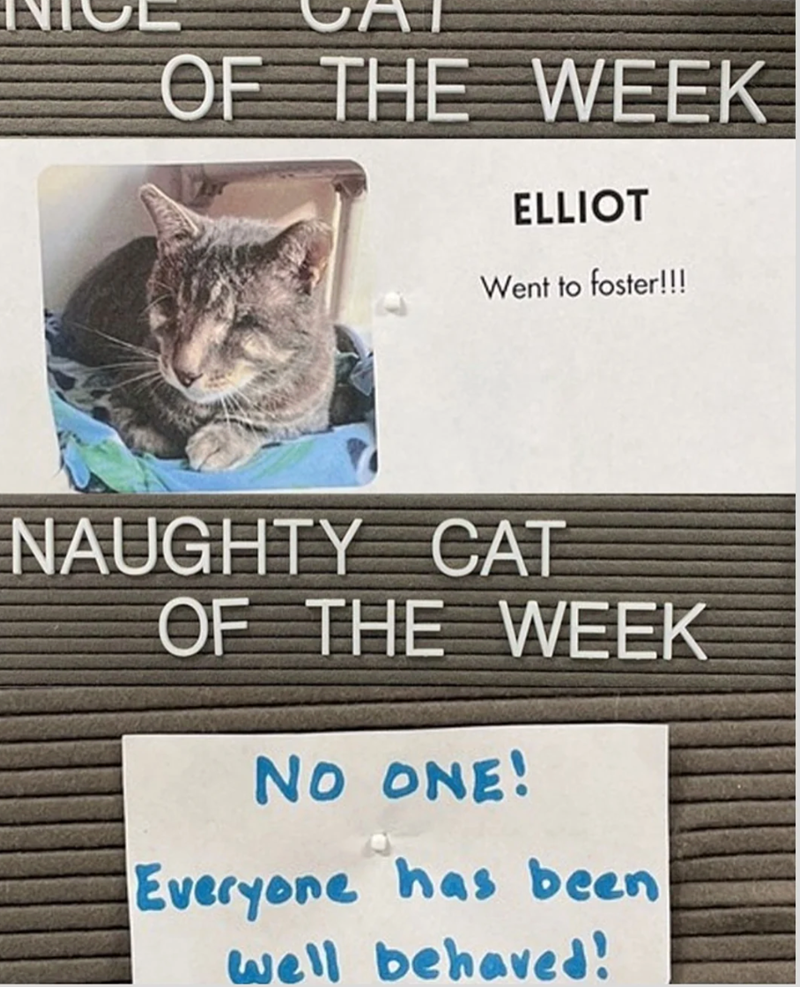 OF THE WEEK ELLIOT Went to foster!!! NAUGHTY CAT OF THE WEEK NO ONE! Everyone has been well behaved!