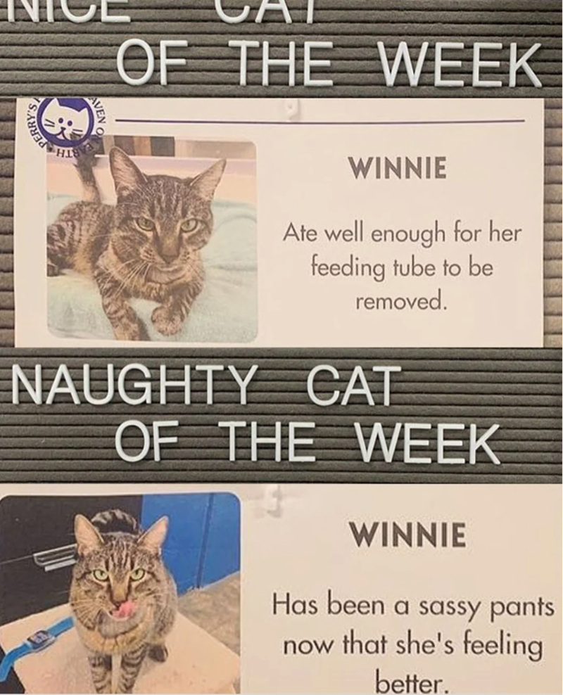 PERRY'S OF THE WEEK WINNIE Ate well enough for her feeding tube to be removed. NAUGHTY CAT OF THE WEEK WINNIE Has been a sassy pants now that she's feeling better.