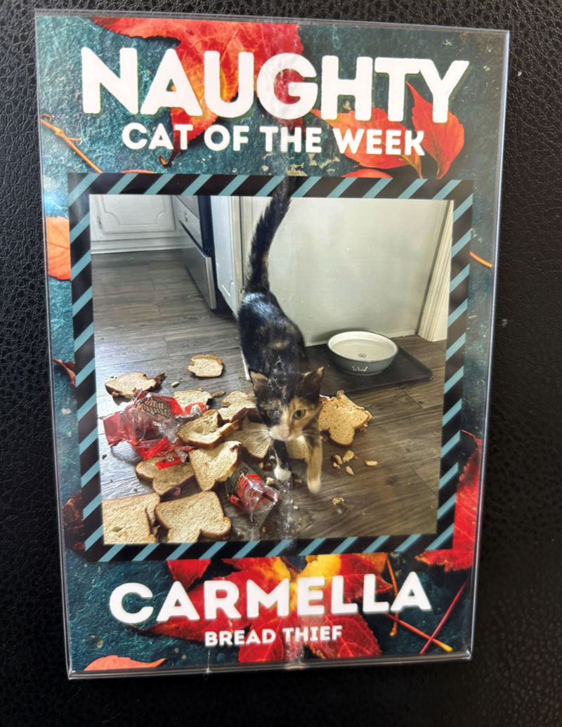 NAUGHTY CAT OF THE WEEK Work CARMELLA BREAD THIEF