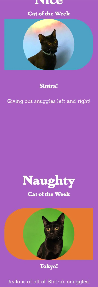 Cat of the Week Sintra! Giving out snuggles left and right! Naughty Cat of the Week Tokyo! Jealous of all of Sintra's snuggles!