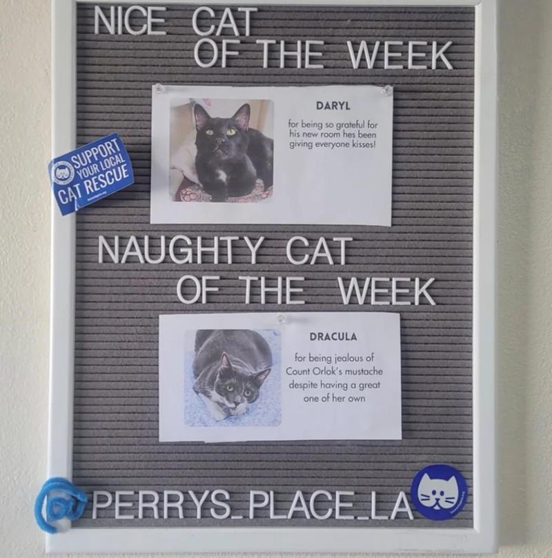 NICE CAT SUPPORT YOUR LOCAL CAT RESCUE OF THE WEEK DARYL for being so grateful for his new room hes been giving everyone kisses! NAUGHTY CAT OF THE WEEK DRACULA for being jealous of Count Orlok's mustache despite having a great one of her own PERRYS PLACE LA
