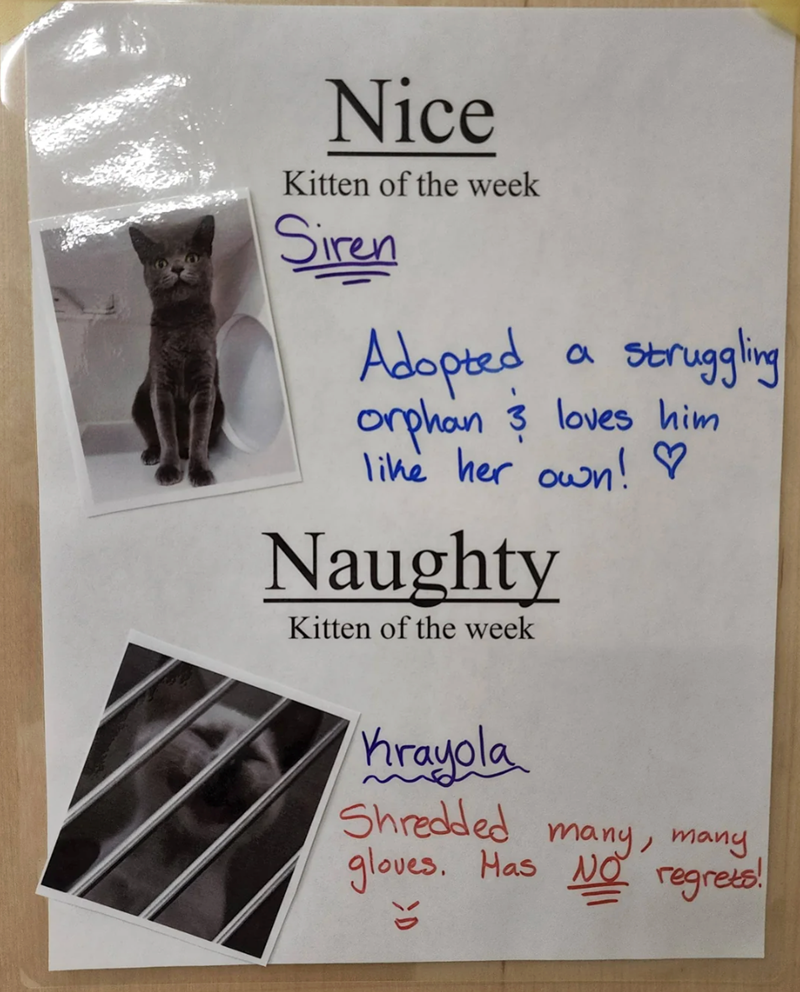 Nice Kitten of the week Siren Adopted a struggling orphan 3 loves him like her own! ♡ Naughty Kitten of the week Krayola Shredded many, many gloves. Has NO regrets!