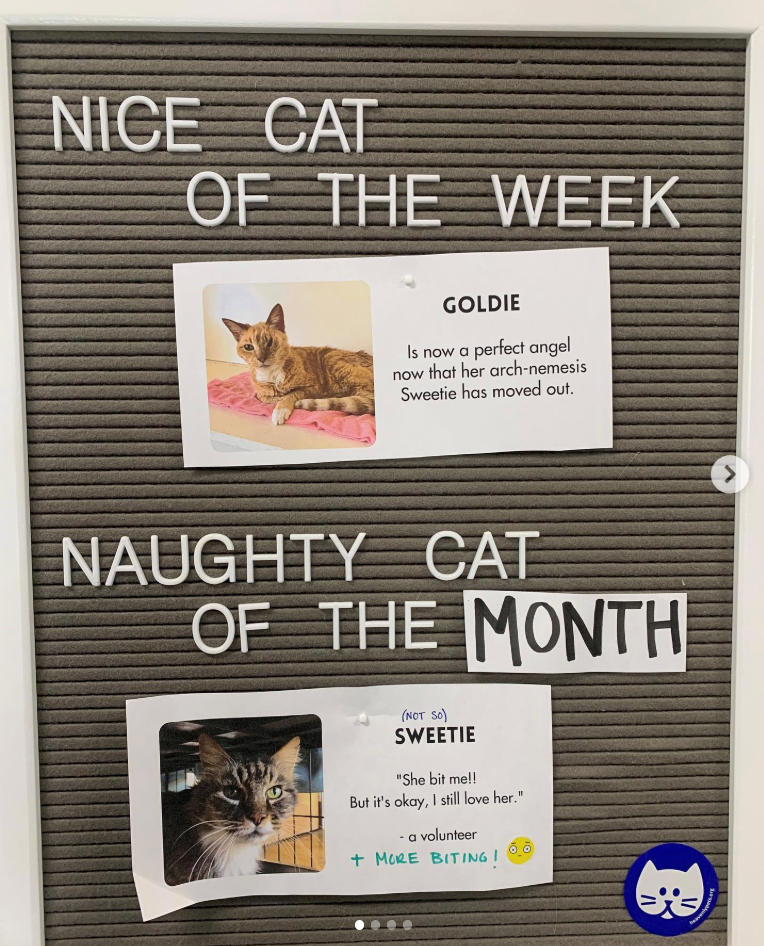 NICE CAT OF THE WEEK GOLDIE Is now a perfect angel now that her arch-nemesis Sweetie has moved out. NAUGHTY CAT OF THE MONTH (NOT SO) SWEETIE "She bit me!! But it's okay, I still love her." - a volunteer + MORE BITING! 1/ >