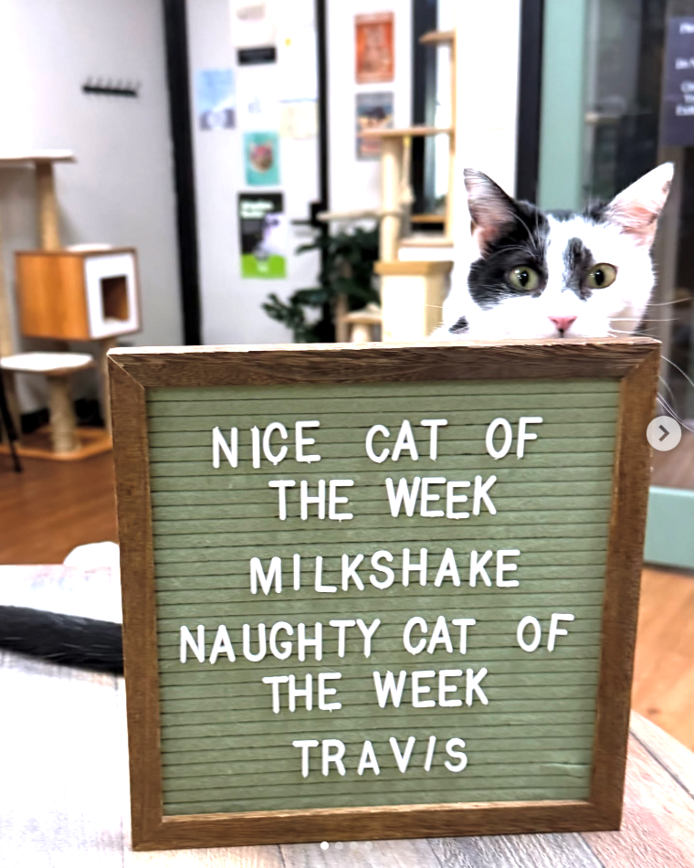 NICE CAT OF THE WEEK MILKSHAKE NAUGHTY CAT OF THE WEEK TRAVIS >