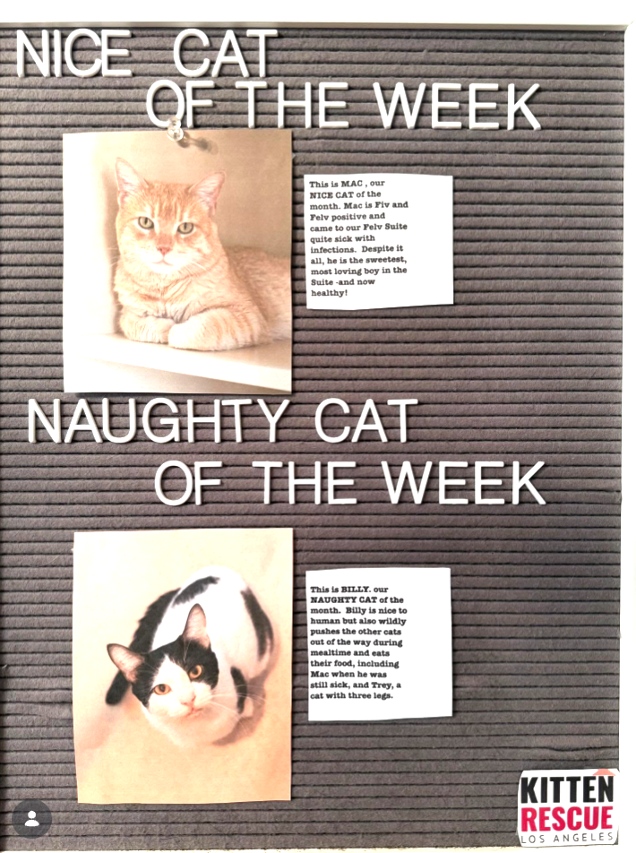 NICE CAT OF THE WEEK This is MAC, our NICE CAT of the month. Mac is Fiv and Felv positive and came to our Felv Suite quite sick with infections. Despite it all, he is the sweetest, most loving boy in the Suite -and now healthy! NAUGHTY CAT OF THE WEEK This is BILLY. our NAUGHTY CAT of the month. Billy is nice to human but also wildly pushes the other cats out of the way during mealtime and eats their food, including Mac when he was still sick, and Trey, a cat with three legs. KITTEN RESCUE LOS A