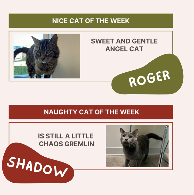 NICE CAT OF THE WEEK SWEET AND GENTLE ANGEL CAT ROGER NAUGHTY CAT OF THE WEEK IS STILL A LITTLE CHAOS GREMLIN SHADOW