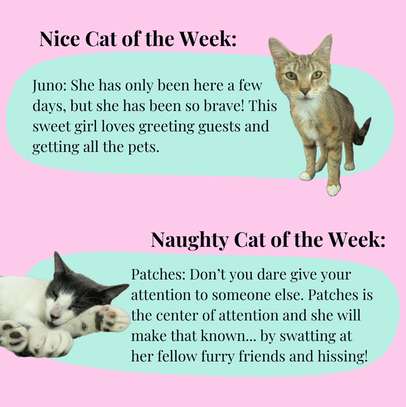 Nice Cat of the Week: Juno: She has only been here a few days, but she has been so brave! This sweet girl loves greeting guests and getting all the pets. Naughty Cat of the Week: Patches: Don't you dare give your attention to someone else. Patches is the center of attention and she will make that known... by swatting at her fellow furry friends and hissing!