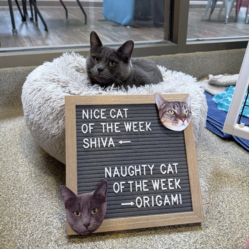 NICE CAT OF THE WEEK SHIVA NAUGHTY CAT OF THE WEEK ORIGAMI