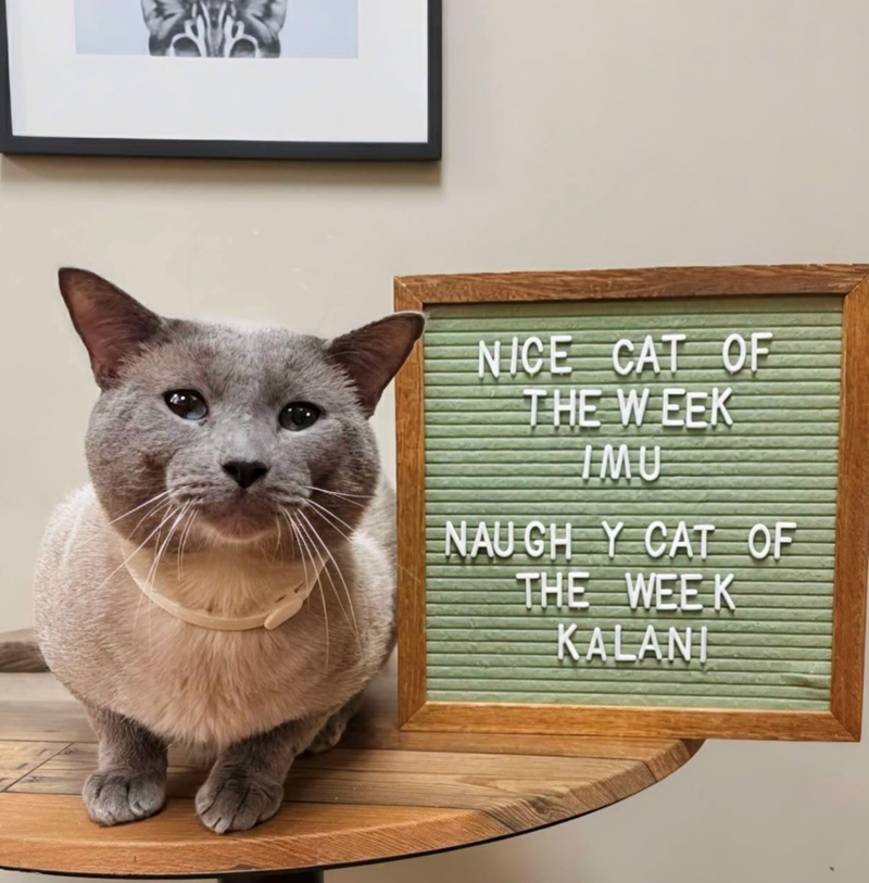 NICE CAT OF THE WEEK IMU NAUGH Y CAT OF THE WEEK KALANI
