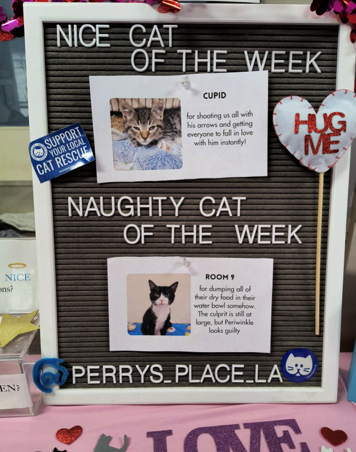 NICE ons? NICE CAT SUPPORT YOUR LOCAL CAT RESCUE OF THE WEEK CUPID for shooting us all with his arrows and getting everyone to fall in love with him instantly! NAUGHTY CAT OF THE WEEK HUG ME ROOM 9 for dumping all of their dry food in their water bowl somehow. The culprit is still at large, but Periwinkle looks guilty EN? PERRYS_PLACE_LA LOVE T