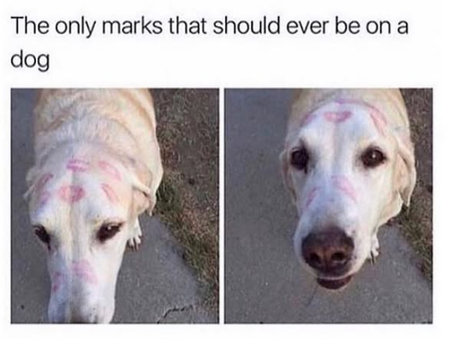 The only marks that should ever be on a dog