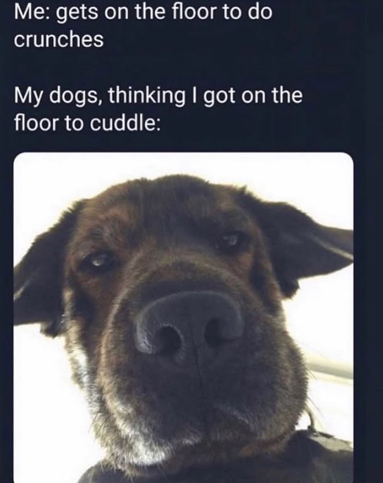Me: gets on the floor to do crunches My dogs, thinking I got on the floor to cuddle: C
